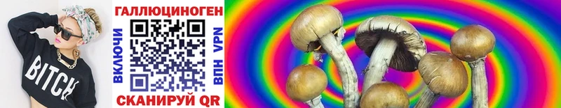 Псилоцибиновые грибы Cubensis  блэк спрут зеркало  Черногорск  купить  