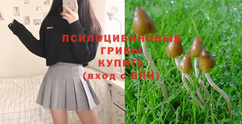 Галлюциногенные грибы Psilocybe  Черногорск 