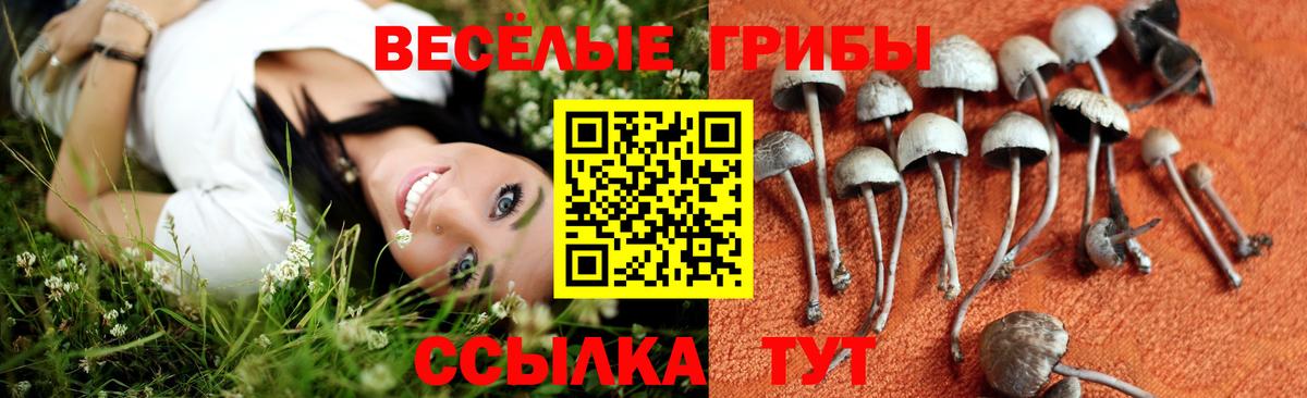 купить   Вход с VPN  Черногорск  Галлюциногенные грибы MAGIC MUSHROOMS 